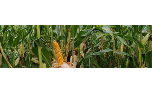 AGRI-REPORTAGE : MAÏS JUSTY